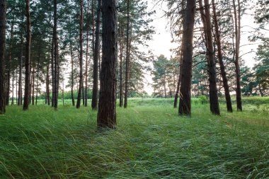 Çam ormanı ve güneşin yeşil çimen.
