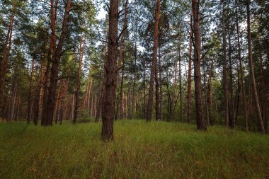 Çam ormanı ve güneşin yeşil çimen.