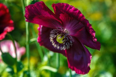 Gün ışığında tarlada haşhaş çiçekleri.