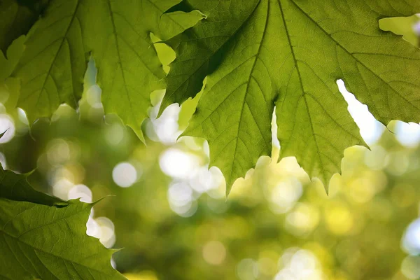 Hojas Verdes Luz Del Sol Contra Cielo Azul —  Fotos de Stock