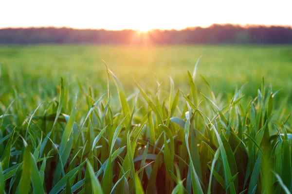 Green Field Spring Seedlings Wheat Rye — Stock Photo, Image