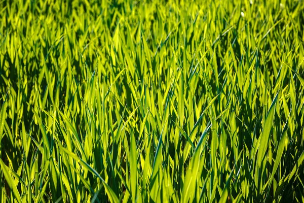 Πράσινο Χωράφι Ανοιξιάτικα Σπορόφυτα Σιτάρι Σίκαλη — Φωτογραφία Αρχείου