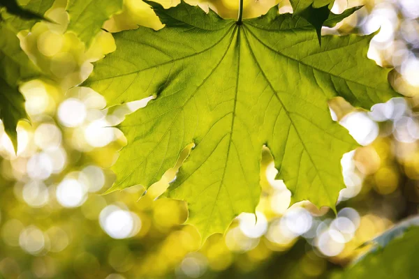 Feuilles Vertes Soleil Contre Ciel Bleu — Photo