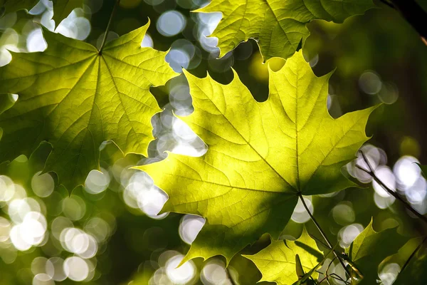 Πράσινα Φύλλα Στο Φως Του Ήλιου Ενάντια Έναν Γαλάζιο Ουρανό — Φωτογραφία Αρχείου
