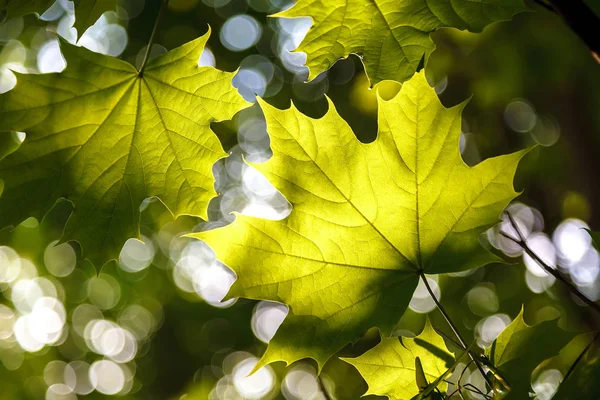 Feuilles Vertes Soleil Contre Ciel Bleu — Photo