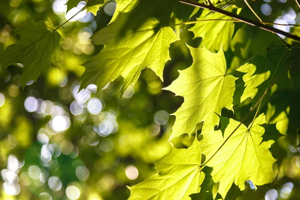 Зеленые Листья Солнечном Свете Против Голубого Неба — стоковое фото
