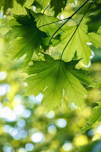 Groene Bladeren Het Zonlicht Tegen Een Blauwe Lucht — Stockfoto