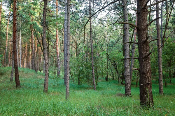 Tallskog Och Grönt Gräs Solen — Stockfoto