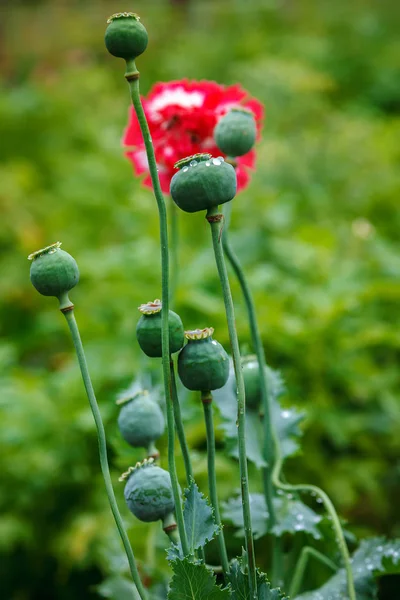 Poppy Caps Field Sunlight — Stock Photo, Image