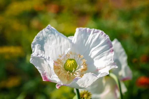 Květy Máku Poli Slunečního Světla — Stock fotografie