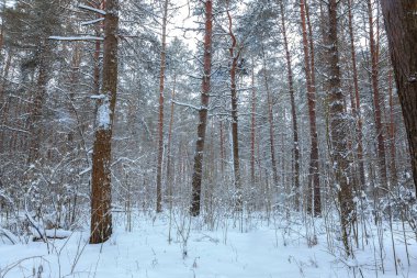 Güneşli bir kış kar orman.