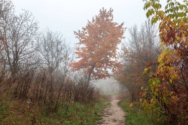 Sonbahar orman. Sis. Yağmur. Üşütüp, hasta. Manzara. Yol.