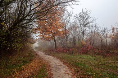 Sonbahar orman. Sis. Yağmur. Üşütüp, hasta. Manzara. Yol.