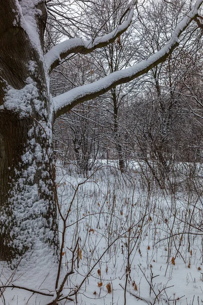 Bosque Nieve Invierno Día Soleado — Foto de Stock