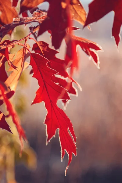 Autunno Foglie Quercia Erba Con Gelo Gelido Mattina Soleggiata Come — Foto Stock