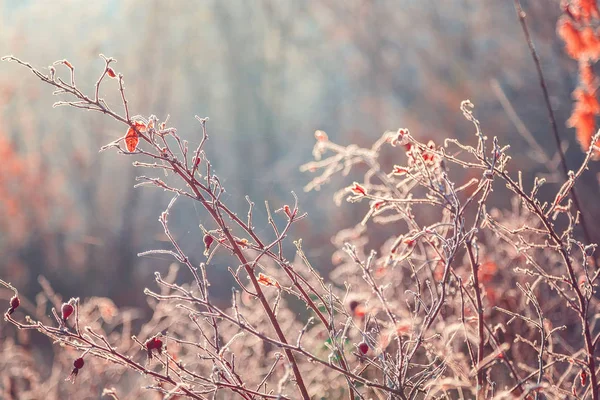 Autumn Leaves Grass Hoarfrost Frosty Sunny Morning Background — Stock Photo, Image