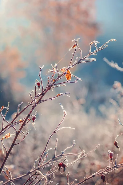 Folhas Outono Grama Com Hoarfrost Manhã Ensolarada Gelada Como Pano — Fotografia de Stock