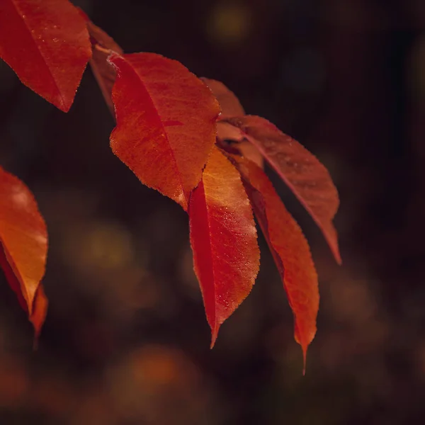Gele Herfstbladeren Vorst Zon Als Achtergrond — Stockfoto