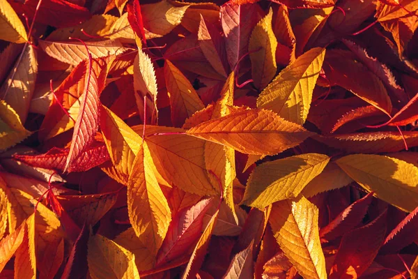 stock image Autumn yellow leaves in the frost  in the sunshine as a background.