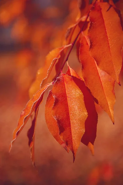 黄色的秋天的树叶在阳光下霜作为背景 — 图库照片