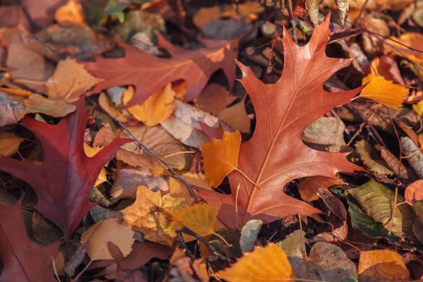 Осенние Дубовые Листья Трава Хриплым Морозным Солнечным Утром Заднем Плане — стоковое фото