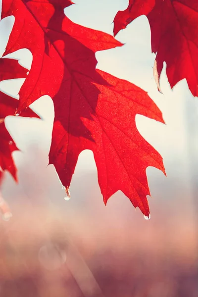 Feuilles Chêne Automne Herbe Avec Givre Givré Matin Ensoleillé Comme — Photo