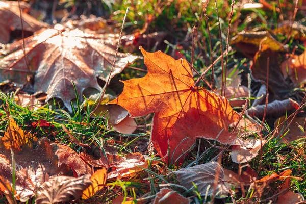 Herbst Blätter Und Gras Mit Raureif Frostigen Sonnigen Morgen Als — Stockfoto