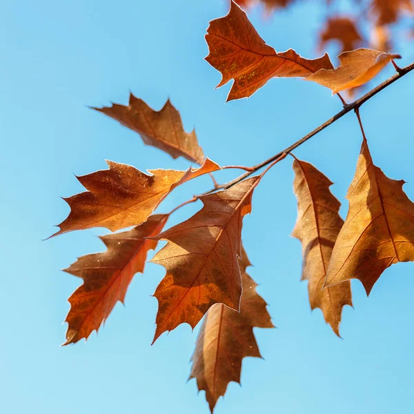秋天的橡树在一个寒冷的阳光明媚的早晨与蓝色的天空 — 图库照片