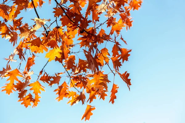 Dąb Jesienny Liści Mrozem Mroźny Poranek Słoneczny Przeciw Błękitne Niebo — Zdjęcie stockowe