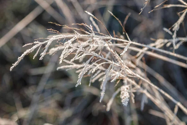 Autumn Leaves Grass Hoarfrost Frosty Sunny Morning Background — Stock Photo, Image