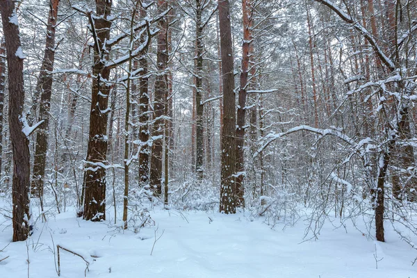 Forêt Enneigée Hiver Par Une Journée Ensoleillée — Photo