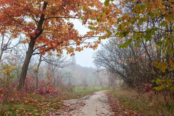 Parco Della Città Vecchia Autunno Foresta Nebbia Soleggiato Paesaggio — Foto Stock