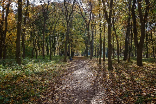 Старый Городской Парк Осенью Лес Туман Санни Пейзаж — стоковое фото