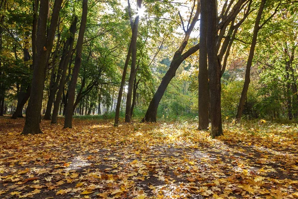 Sonbaharda Eski Şehir Parkı Orman Sis Güneşli Peyzaj — Stok fotoğraf