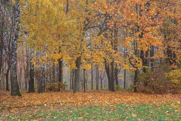 Parco Della Città Vecchia Autunno Foresta Nebbia Soleggiato Paesaggio — Foto Stock