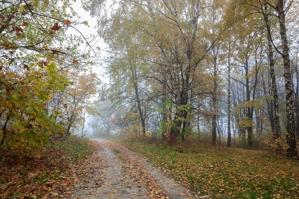 Hösten Skogen Dimma Regn Fukt Landskap Sökväg — Stockfoto