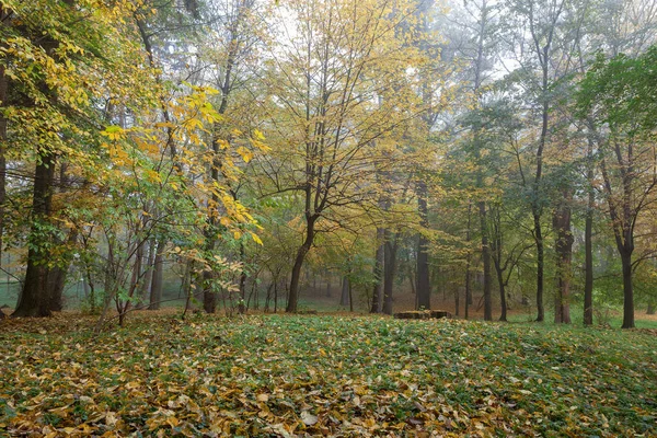 Altstadtpark Herbst Wald Nebel Sonnig Landschaft — Stockfoto