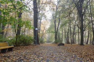 Sonbaharda eski şehir parkı. Orman. Sis. Güneşli. Peyzaj.