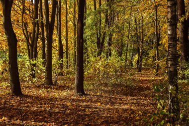 Eski Şehir Parkı Güz. Orman. Güneşli. Manzara.