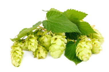 Beyaz bir arka plan üzerinde izole hop yakın çekim.