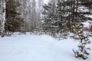 Beyaz kar altında kış çam ormanı. Manzara.