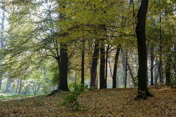 Oud Stadspark Herfst Bos Mist Zonnig Landschap — Stockfoto