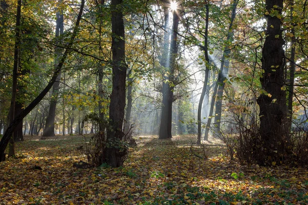 Parco Della Città Vecchia Autunno Foresta Nebbia Soleggiato Paesaggio — Foto Stock