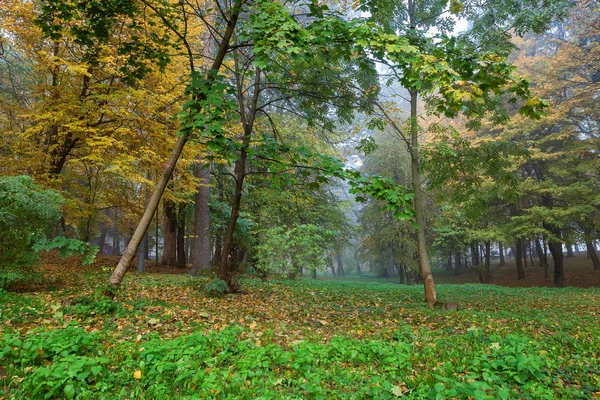 Stary Park Miejski Jesienią Las Mgła Słoneczko Krajobraz — Zdjęcie stockowe