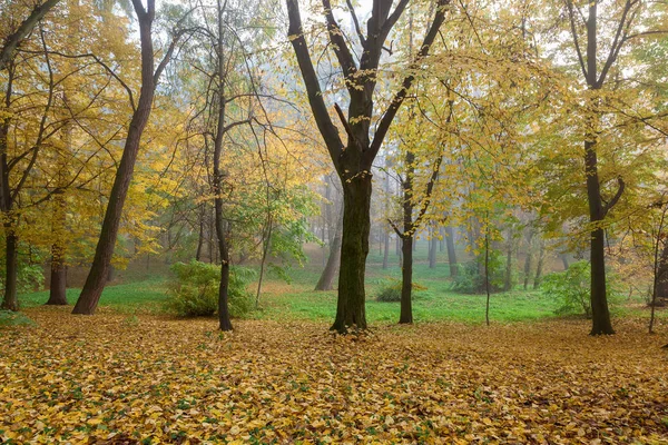 Parco Della Città Vecchia Autunno Foresta Nebbia Soleggiato Paesaggio — Foto Stock