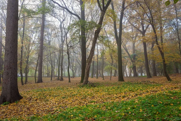 Sonbaharda Eski Şehir Parkı Orman Sis Güneşli Peyzaj — Stok fotoğraf