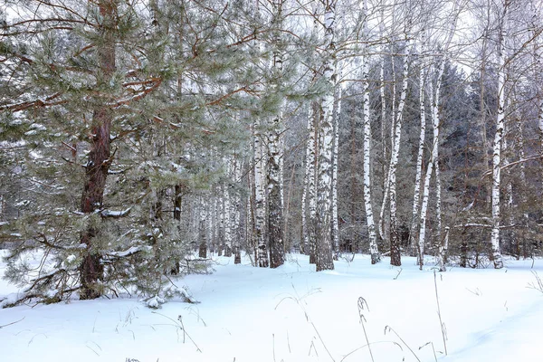 Bosque Pino Invierno Bajo Nieve Blanca Paisaje — Foto de Stock