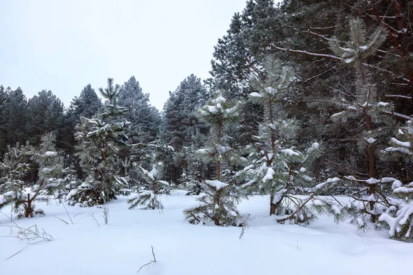 Bosque Pino Invierno Bajo Nieve Blanca Paisaje — Foto de Stock