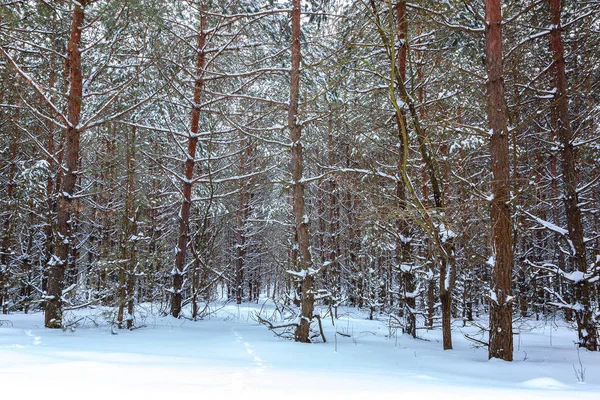 Het Dennenbos Van Winter Onder Witte Sneeuw Landschap — Stockfoto