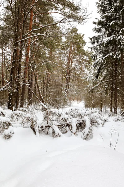 Bosque de nieve de invierno en un día soleado —  Fotos de Stock